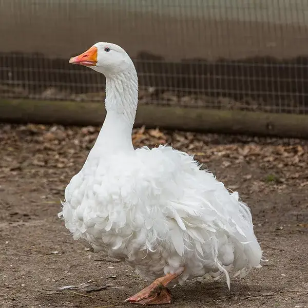 Sebastopl Goslings