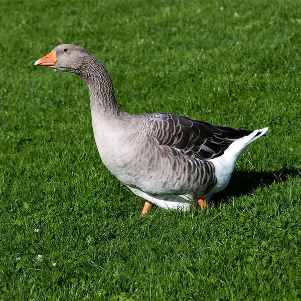 Toulouse Goslings
