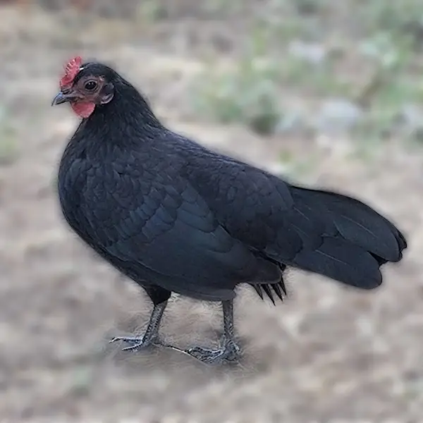 Black Old English Bantam Chicks