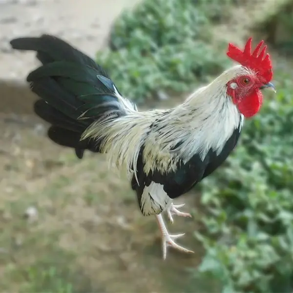 Silver Duckwing Old English Bantam Chicks
