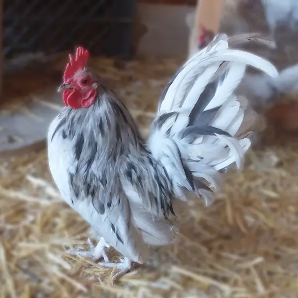 Splash Old English Bantam Chicks