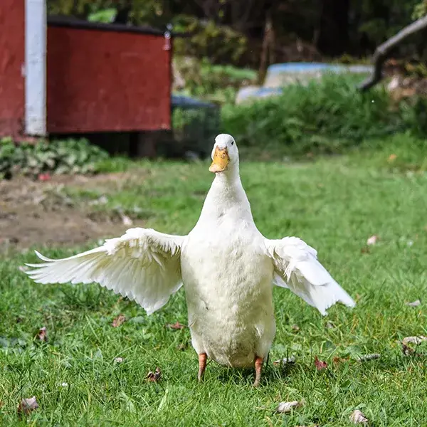 Jumbo Pekin Ducklings