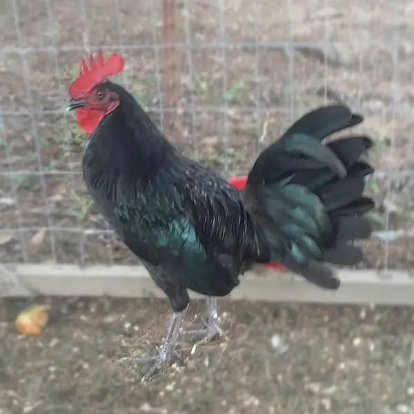 Black Standard Old English Chicks