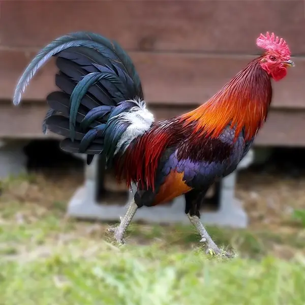 Black Breasted Red Jungle Fowl Standard Old English Chicks