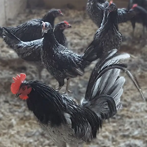 Blue Standard Old English Chicks