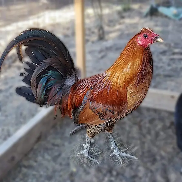 Ginger Red Standard Old English Chicks