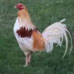 Red Pyle Standard Old English Chicks