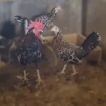Spangled Standard Old English Chicks