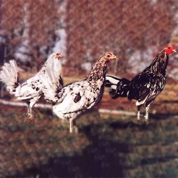 Splash Standard Old English Chicks