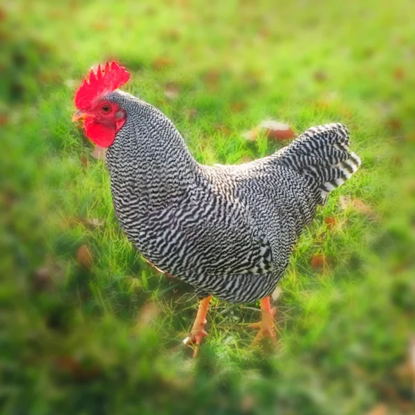 Barred Plymouth Rock Bantam Chicks