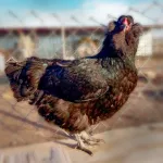 Black Ameraucana Chicks