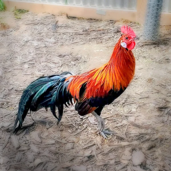 Black Breasted Red Phoenix Chicks