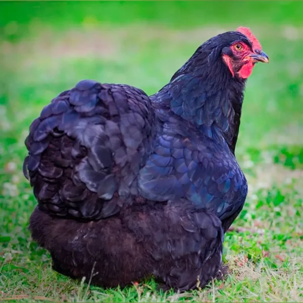 Black Cochin Bantam Chicks
