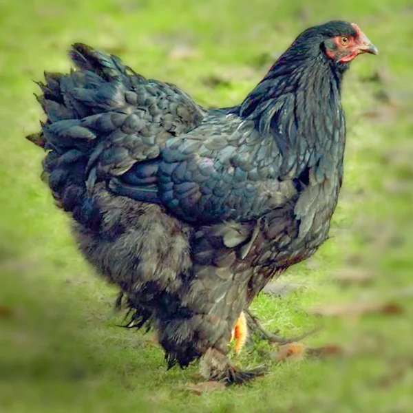 Black Cochin Standard Chicks