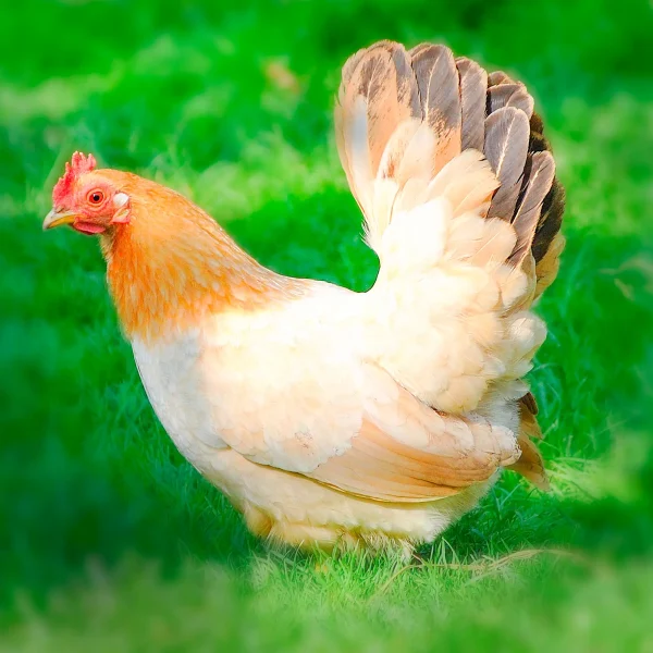 Black Tailed Buff Japanese Bantam Chicks