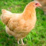 Buff Orpington Bantam Chicks