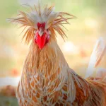 Buff Polish Chicks