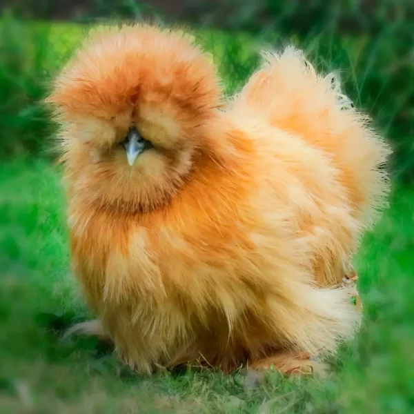 Buff Silkie Bantam Chicks
