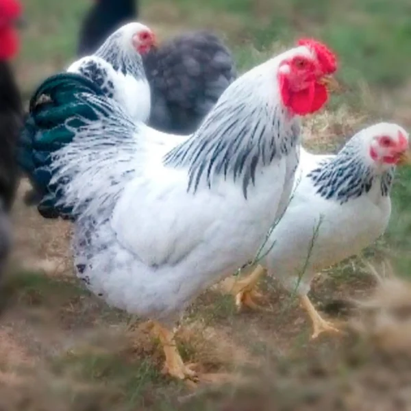 Columbian Wyandotte Bantam Chicks