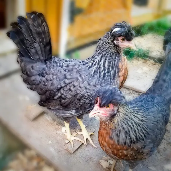 Cream Legbar Chicks