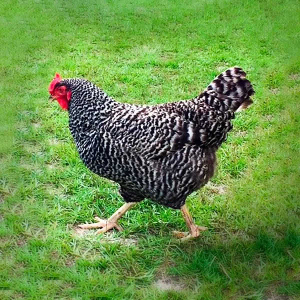Dominique Chicks