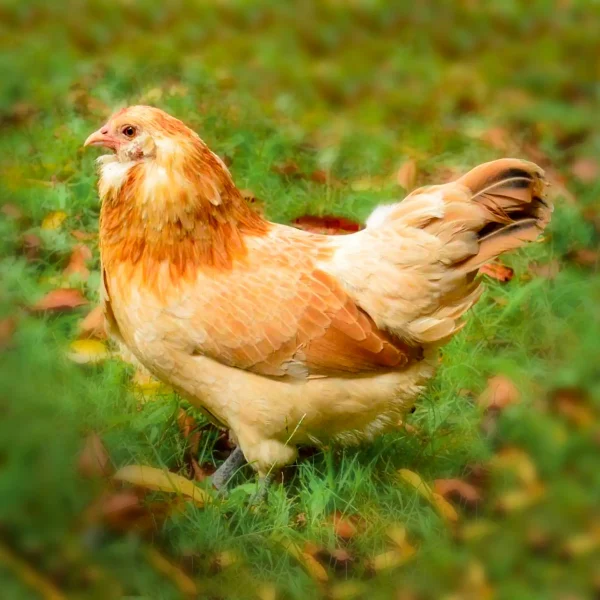 Easter Egger Bantam Chicks