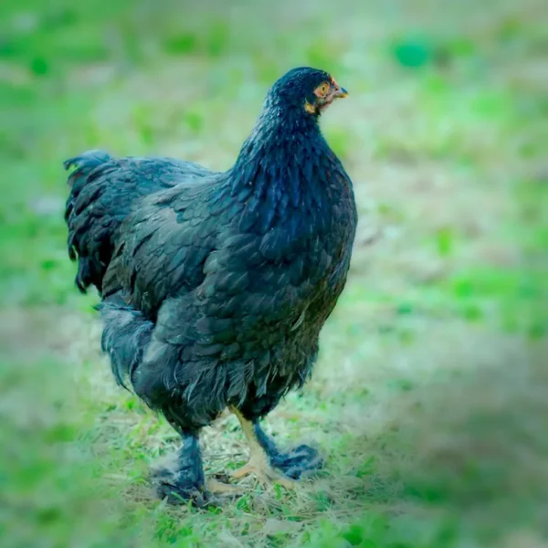 French Black Marans Chicks