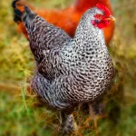 French Cuckoo Marans Chicks