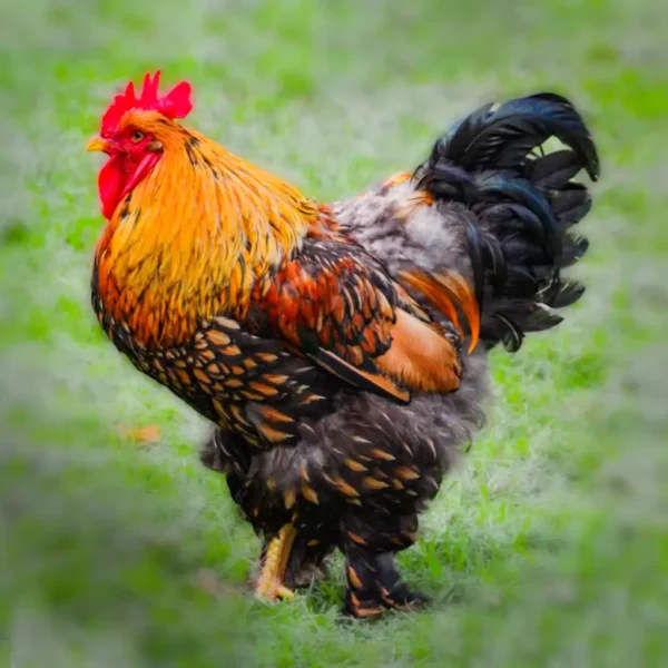 Gold Laced Cochin Standard Chicks