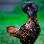 Gold Laced Polish Chicks