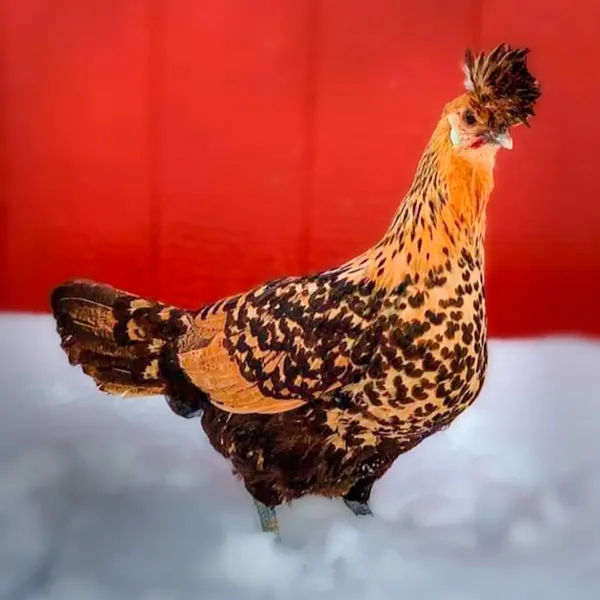 Golden Spitzhauben Chicks