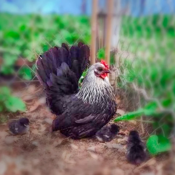Gray Japanese Bantam Chicks