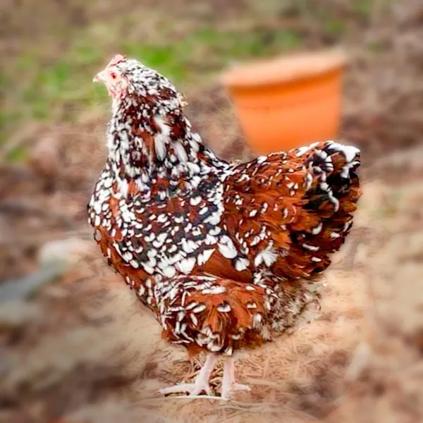 Jubilee Orpington Chicks