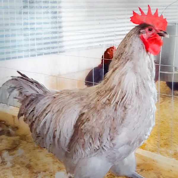 Lavender Orpington Chicks