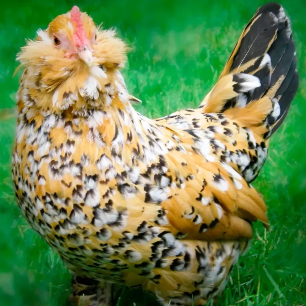 Mille Fleur D’uccle Bantam Chicks