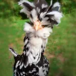 Mottled Houdan Chicks