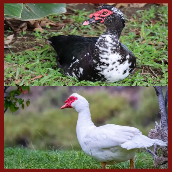 Muscovy Ducklings Special