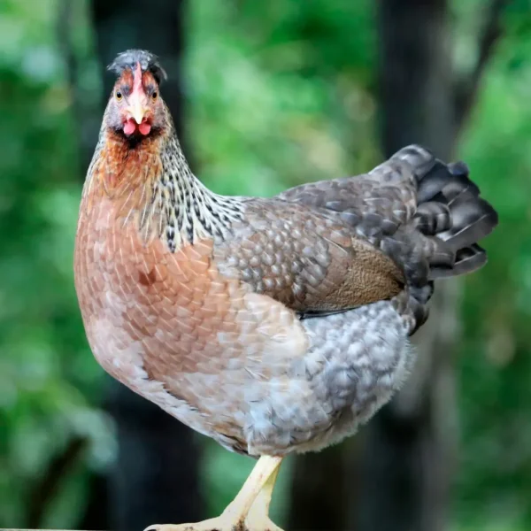 Olive Egger Chicks