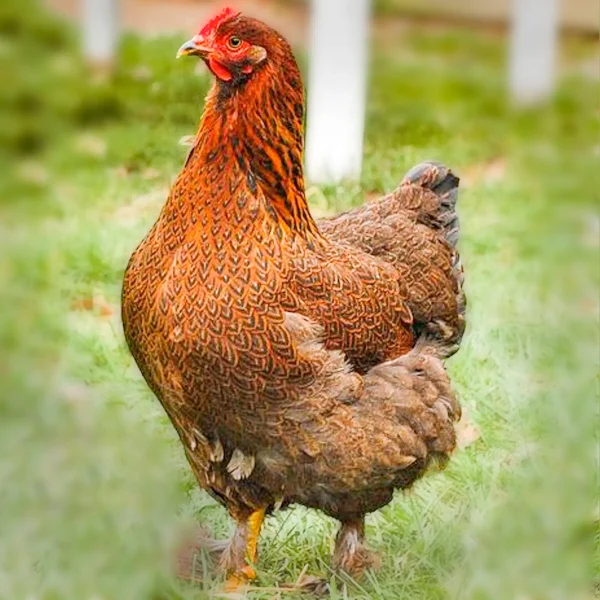 Partridge Cochin Standard Chicks