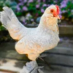 Porcelain D’uccle Bantam Chicks