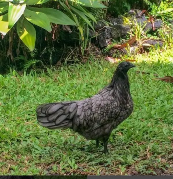 Blue Sumatra Chicks