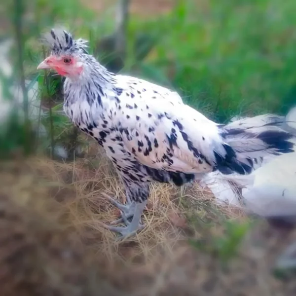 Silver Spitzhauben Chicks