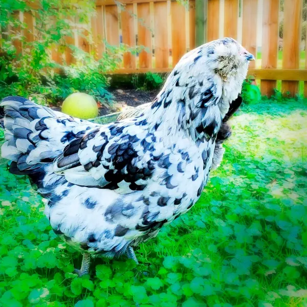 Splash Ameraucana Chicks