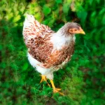 Splash Laced Red Wyandotte Chicks
