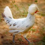 Splash Polish Chicks