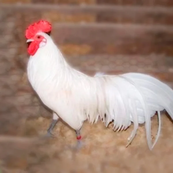 White Phoenix Bantam Chicks