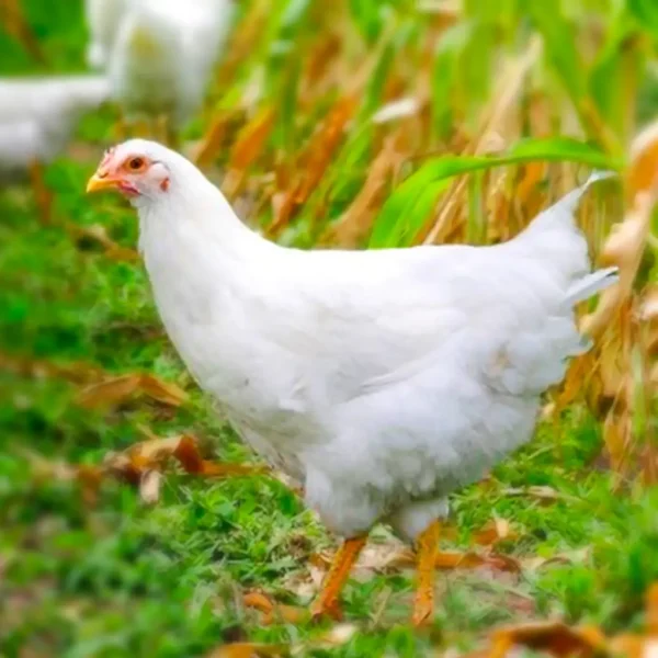 White Plymouth Rock Chicks