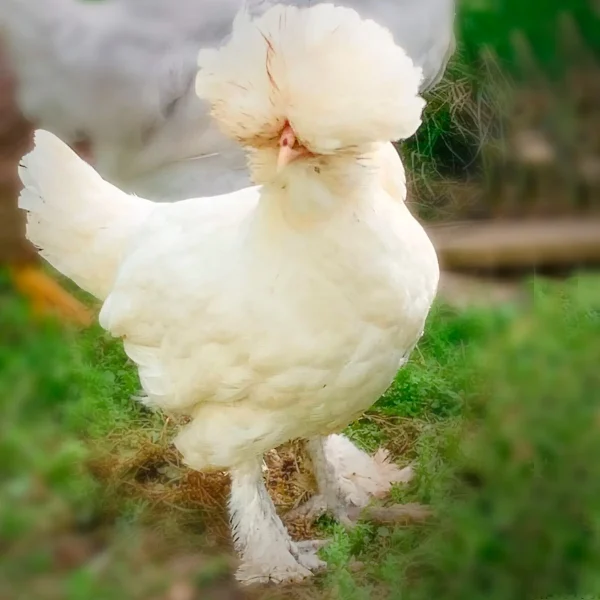 White Sultan Chicks